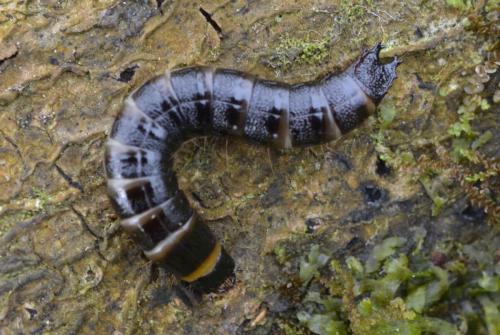 Réf. 240 100 : Stenagostus rhombeus